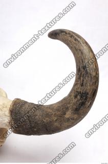 skull antler 0005